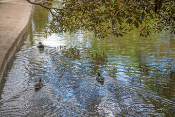 river in the forest