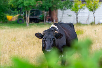 Black cow standing on meadow near farm buildings, with trees, fence and elements of rural architecture in background.