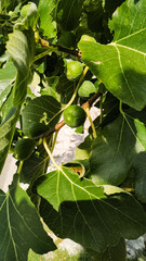 Green figs nestled among lush leaves in a vibrant garden setting with natural light. Piran, Slovenia