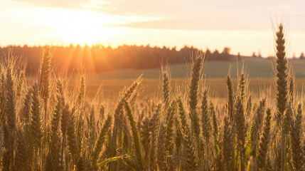 The autumn harvest at sunset