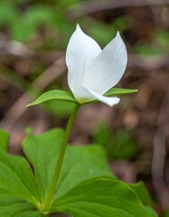 Obraz premium Close-up of a white flower with delicate petals, vibrant green leaves, and a slender stem against a blurred forest floor