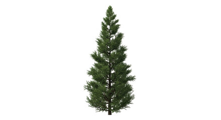 Isolated fir tree with evergreen needles, Christmas tree, ornamental plant in nature