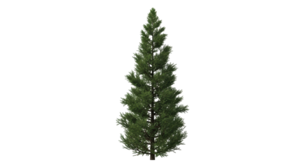 Isolated fir tree with evergreen needles, Christmas tree, ornamental plant in nature