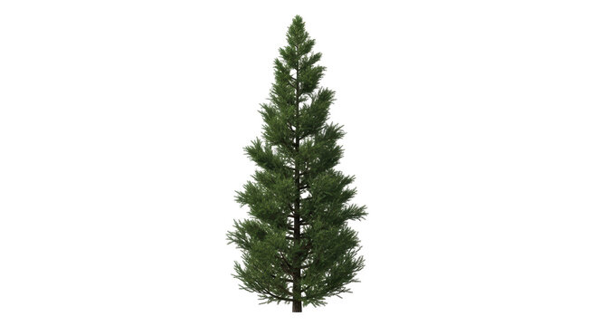 Isolated fir tree with evergreen needles, Christmas tree, ornamental plant in nature