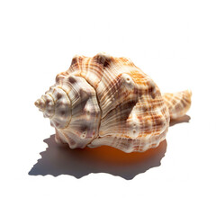 sea shell isolated on white