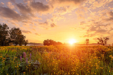 Golden sunset or sunrise over a field of wild grasses and flowers in summer. Rural landscape at dusk with forest and sky. Fog over the trees in the distance.