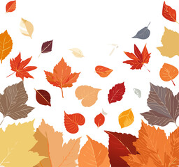Obraz premium Maple Leaves Autumn Foliage Background with Fall Colors