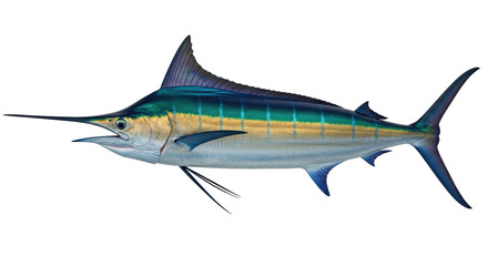 Isolated marlin fish, sport fishing trophy, Atlantic sailfish with detailed texture, big game fish