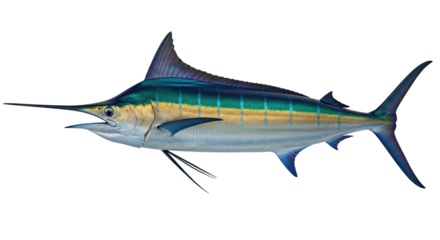 Isolated marlin fish, sport fishing trophy, Atlantic sailfish with detailed texture, big game fish