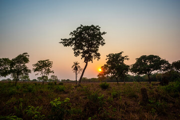 Fototapeta premium Amazonas landscape, Pantanal forest environment, Mato Grosso, Brazil.