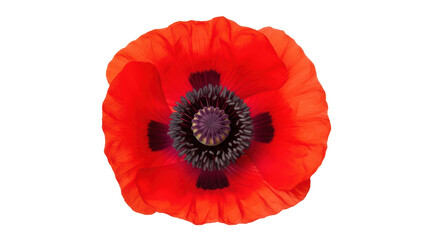 Isolated red poppy flower, open bloom petals revealing unique textured central stem region
