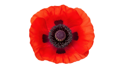 Isolated red poppy flower, open bloom petals revealing unique textured central stem region