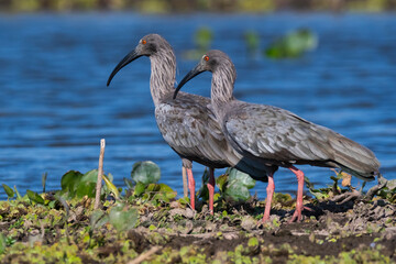 Naklejka premium Plumbeous ibis, Bañado La Estrella, Formosa Province, Argentina.