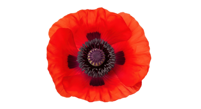 Isolated red poppy flower, open bloom petals revealing unique textured central stem region