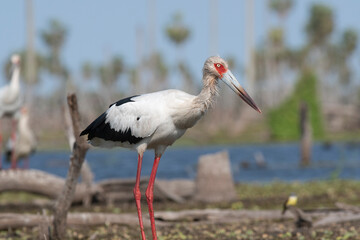 Maguari Stork, La Estrella Marsh, Formosa Province, Argentina