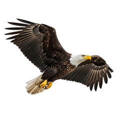Obraz premium Majestic Bald Eagle in Flight, Isolated on Black