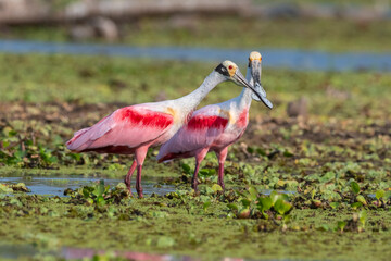 Roseate spoonbill, Platalea ajaja, La Estrella Marsh, Formosa Province, Argentina.