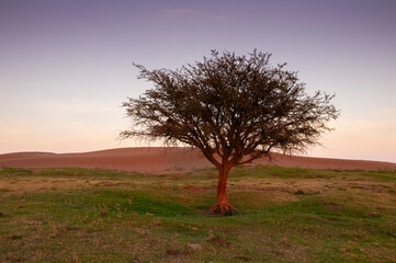 Pampas grass landscape, La Pampa province, Patagonia, Argentina.