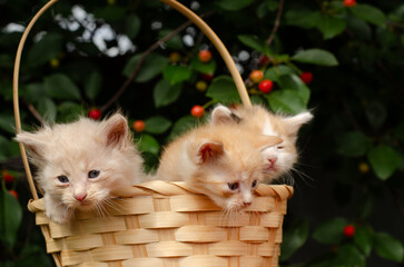 Basket with fluffy kittens placed under a blooming cherry tree with red berries. Spring season, sunny day, sweet and cute concept.