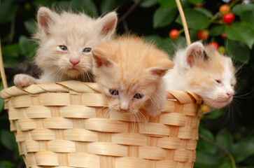 Basket with fluffy kittens placed under a blooming cherry tree with red berries. Spring season, sunny day, sweet and cute concept.