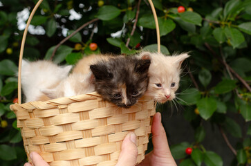 Five cute kittens in a wicker basket surrounded by cherries and cherry tree branches. Spring background, bright natural light.