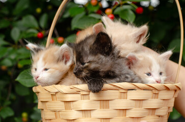 Basket with fluffy kittens placed under a blooming cherry tree with red berries. Spring season, sunny day, sweet and cute concept.