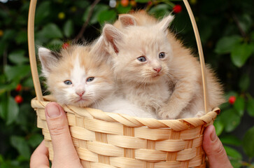 Five cute kittens in a wicker basket surrounded by cherries and cherry tree branches. Spring background, bright natural light.