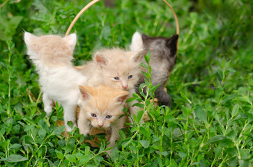 Little fluffy kittens in a basket on the grass.