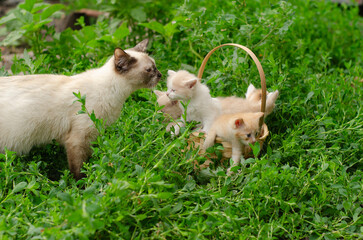 Mother cat gently licks one of her fluffy kittens in a basket on the grass. Display of nurturing care and cleaning her baby.