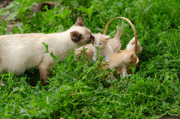 Mother cat gently licks one of her fluffy kittens in a basket on the grass. Display of nurturing care and cleaning her baby.