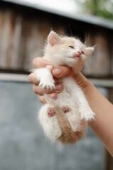 Woman's hand holding a cute peach colored kitten against a backdrop of trees and a building. Low angle view. Outdoor scene, natural light.