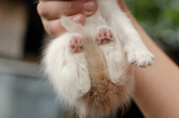 Extreme close-up of a peach kitten's hind paw pads and tucked tail held in a hand. Detail shot, texture of fur and skin. Unique perspective.