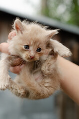 Woman's hand holding a cute peach colored kitten against a backdrop of trees and a building. Low angle view. Outdoor scene, natural light.