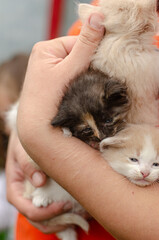 Healing journey concept. Caring female hands with subtle scars hold fragile kittens. Symbol of hope, recovery, and emotional support through pet therapy. Gentle touch.