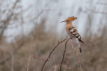 Eurasian hoopoe perched on branch on a tree