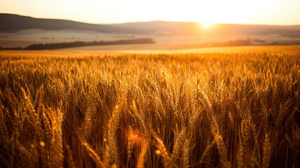 The autumn harvest at sunset