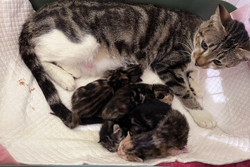 Cute and adorable newborn kitten sleeping on another cat. Beautiful domestic baby felines. Little feline cats babies. cat mother.