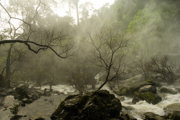 A tree is in the middle of a river with mist in the background 𝙆𝙝𝙡𝙤𝙣𝙜 𝙇𝙖𝙣 waterfall , 𝙆𝙖𝙢𝙥𝙝𝙖𝙚𝙣𝙜 𝙋𝙝𝙚𝙩