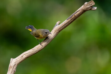 A redstart bird perched on a tree branch