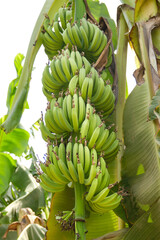 Banana plantation. Shallow depth of field