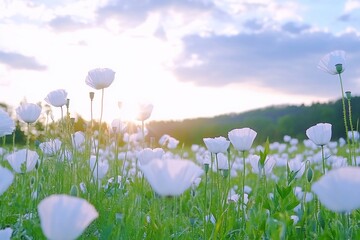 White Poppies in a Field with Sunset Light and Green Foliage