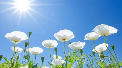 White Poppies Reaching for the Sun Against a Bright Blue Sky
