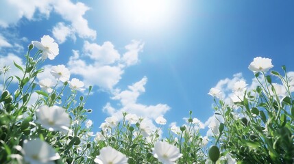 White Poppy Field Reaching for a Sunny Blue Sky with Scattered Clouds