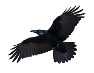  Raven Silhouette Flying Bird PNG