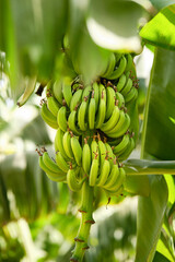 Green tropical banana fruits on banana plantation. Shallow depth of field