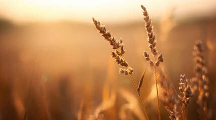 The autumn harvest at sunset