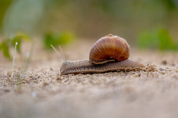 Selective focus of small brown shelled snails in its natural habitat, Mollusk crawling on the green grass and moss on the ground and foliage in the forest, Terrestrial pulmonate gastropod molluscs.