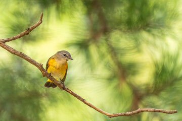 A redstart bird perched on a tree branch