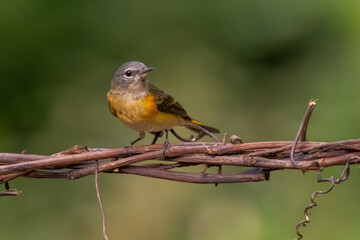 An American redstart perched on a vine