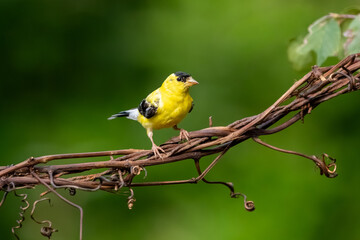 A male goldfinch perched on a vine